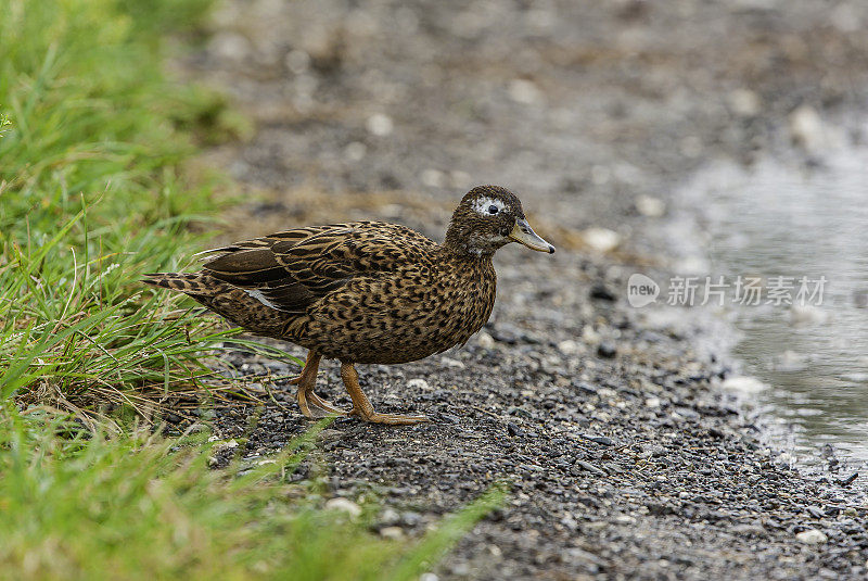 Laysan Duck (Anas laysanensis)，也被称为Laysan Teal，因为它的体积小，是一种濒临灭绝的涉水鸭，夏威夷群岛特有。现在只存活在三个小岛上。Papahānaumokuākea海洋国家纪念碑，